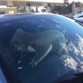 Koala übernimmt Steuer seiner Retterin