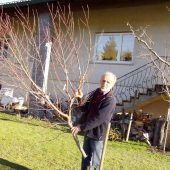 Mysteriöser Baum-Frevler mit Säge in Mäder. »A10
