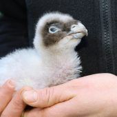 Bartgeier-Paar im Tiergarten Schönbrunn adoptierte Küken