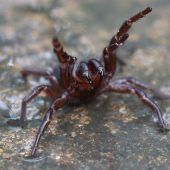 Australien droht ­Giftspinnenplage