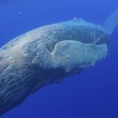 Buckelwal aus Fischernetz befreit