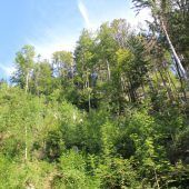 Der Wald soll einladend bleiben