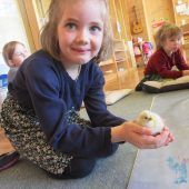 Kindergarten-Küken sind geschlüpft