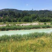 Biber wandern und knabbern an der Ill