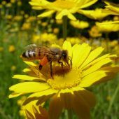 Stadt Dornbirn will sich um gute Lebensbedingungen für Bienen bemühen