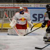 Bulldogs nehmen Bullen auf die Hörner