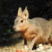 Junges Mara auf Entdeckungstour