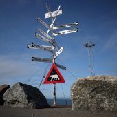 Eisbär geht in Spitzbergen auf Eisvermesser los