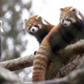 Süße Mini-Pandas
