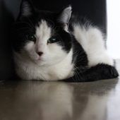 Liebe Katzendame mit schwarzem Näschen