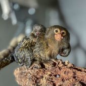 Winziger Nachwuchs