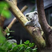 Koala heißt „Tarni“
