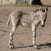 Seltene Tierart