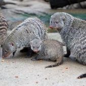 Quirliger Nachwuchs
