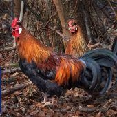 Besondere Hennen im Anflug auf den Wildpark