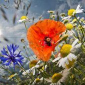Lichtverschmutzung stört Insekten beim Bestäuben