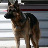„First Dogs“ Champ und Major mussten das Weiße Haus verlassen