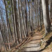 Weg im Buchenwald ist wieder frei