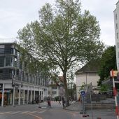 Grüne gegen Tiefgarage, aber für Bäume bei Planung der Schulgasse