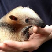 Kleiner Ameisenbär