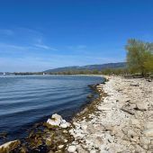 Seifige Pflanzen und weiße Steine