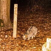 Erneut Wildkatzen im Thayatal entdeckt