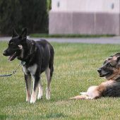 Bidens Schäferhund bekommt Unterricht