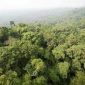 Asteroideneinschlag veränderte Regenwälder