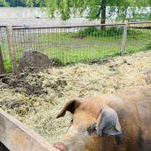 Mehr Regionalität im Einkaufskorb