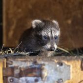 Im Doppelmayr Zoo ist wieder tierisch was los