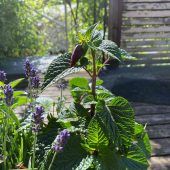 So wird der Balkon zum Bienenparadies