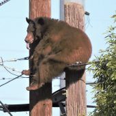 Bär macht es sich auf Stromkabeln gemütlich