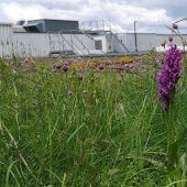 Wilde Orchideen auf dem Dach