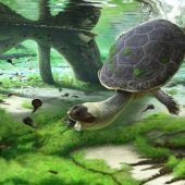 Neue froschartige Ur-Schildkröte erforscht