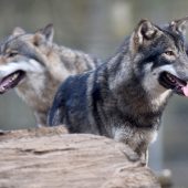 Nutztieren auf Alpen droht Besuch von Wölfen. Ruf nach Schutzmaßnahmen. »a4