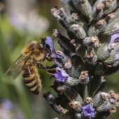 Bienenfreundlich