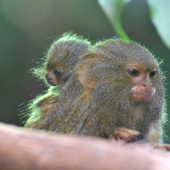 Possierliche Tierchen