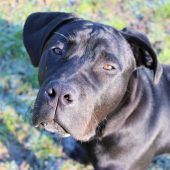 Aktiver Senior sucht neues Heim