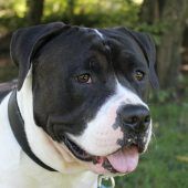 Wuchtbrumme Max ist ein Sensibelchen