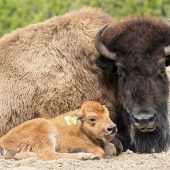 Nachwuchs bei Bisons