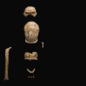 Fossile Überreste