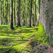 Kneipp-Waldweg in Bad Wörishofen