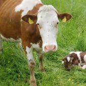 Komplikationslose Geburt auf der Wiese
