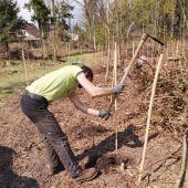 Auwald freut sich über Bäumchen und Pflänzchen