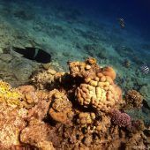 Korallen aus Rotem Meer bestehen Hitzetest