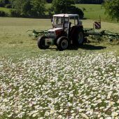 Blumenpracht für Bienen in Hohenweiler intakt