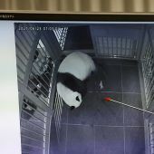 Freude über Panda-Zwillinge