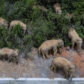 Elefantenwanderung sorgt für Aufsehen