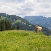 Beste Bedingungen auf den heimischen Alpen. »A7