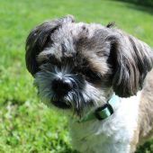 Kaninchen-Dame Mona sucht Partner